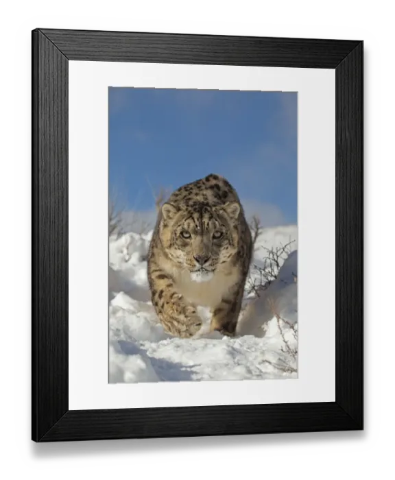 Framed Print : Snow Leopard (Panthera uncia) adult, walking in snow, winter (captive) Framed Print : Snow Leopard (Panthera uncia) adult, walking in snow, winter (captive)