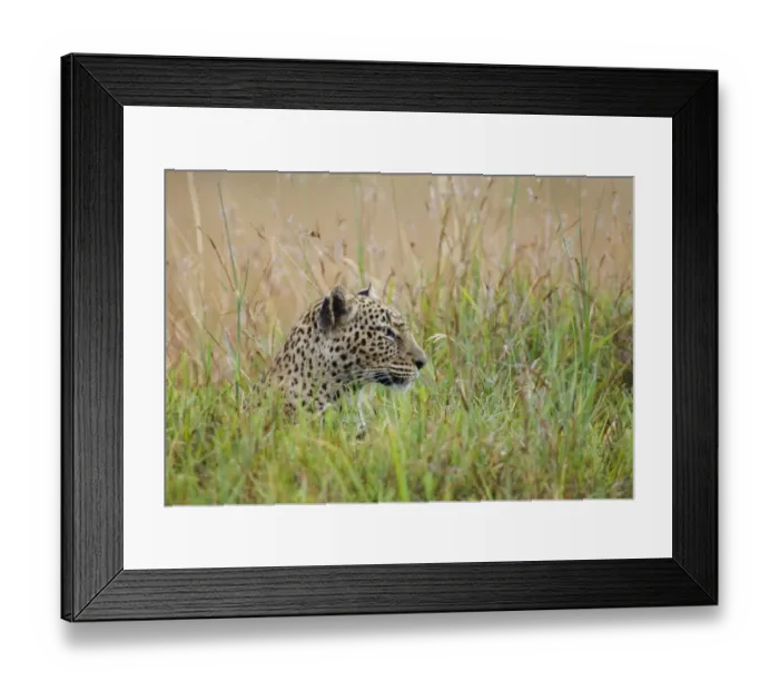 Framed Print : African Leopard (Panthera pardus pardus) adult, head amongst grass, Masai Mara, Kenya