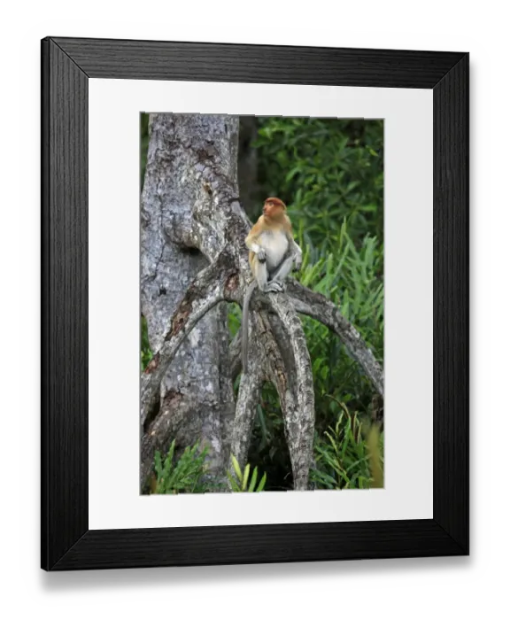 Framed Print : Proboscis Monkey (Nasalis larvatus) immature male, sitting in tree, Labuk Bay, Sabah, Borneo, Malaysia