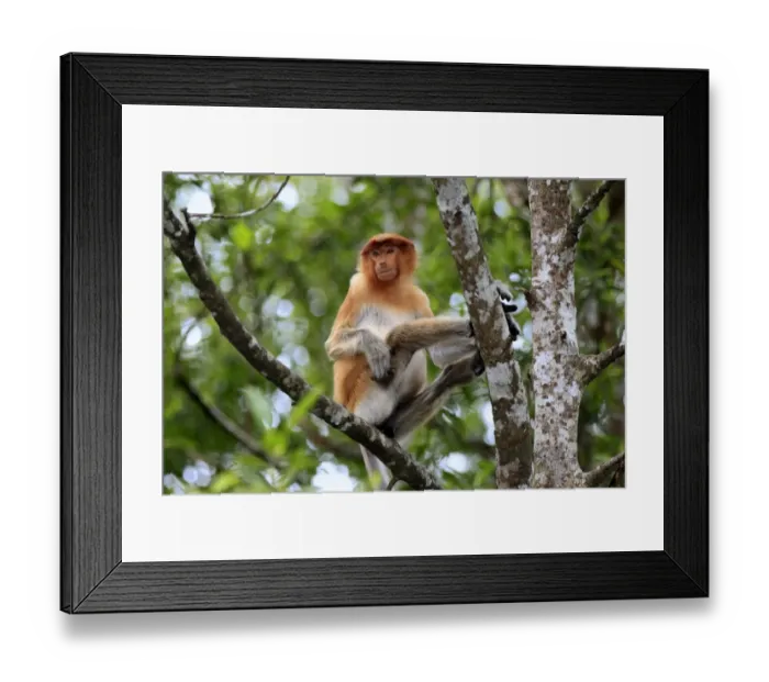 Framed Print : Proboscis Monkey (Nasalis larvatus) immature male, sitting on branch, Labuk Bay, Sabah, Borneo, Malaysia