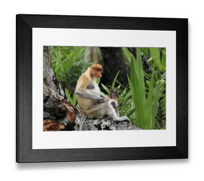 Framed Print : Proboscis Monkey (Nasalis larvatus) adult female with young, sitting in tree, Labuk Bay, Sabah, Borneo, Malaysia Framed Print : Proboscis Monkey (Nasalis larvatus) adult female with young, sitting in tree, Labuk Bay, Sabah, Borneo, Malaysia
