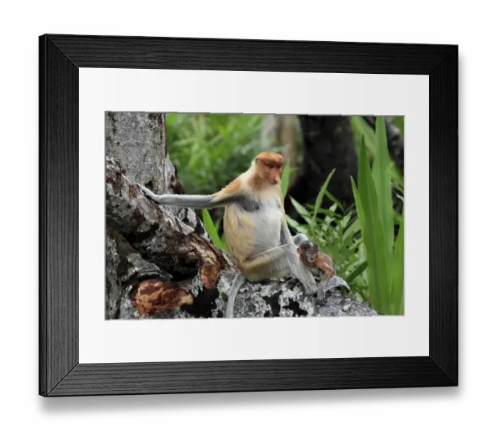 Framed Print : Proboscis Monkey (Nasalis larvatus) adult female with young, sitting in tree, Labuk Bay, Sabah, Borneo, Malaysia Framed Print : Proboscis Monkey (Nasalis larvatus) adult female with young, sitting in tree, Labuk Bay, Sabah, Borneo, Malaysia