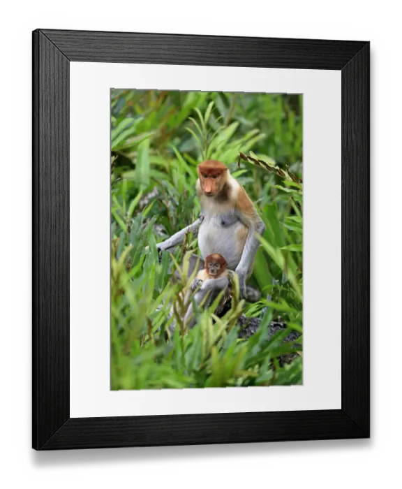 Framed Print : Proboscis Monkey (Nasalis larvatus) adult female with young, sitting amongst vegetation, Labuk Bay, Sabah, Borneo, Malaysia Framed Print : Proboscis Monkey (Nasalis larvatus) adult female with young, sitting amongst vegetation, Labuk Bay, Sabah, Borneo, Malaysia