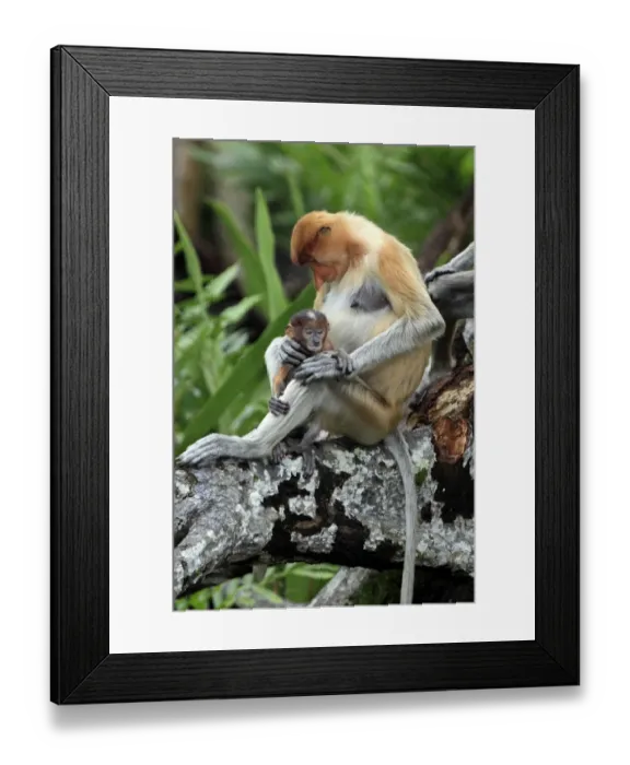 Framed Print : Proboscis Monkey (Nasalis larvatus) adult female with young, sitting in tree, Labuk Bay, Sabah, Borneo, Malaysia Framed Print : Proboscis Monkey (Nasalis larvatus) adult female with young, sitting in tree, Labuk Bay, Sabah, Borneo, Malaysia