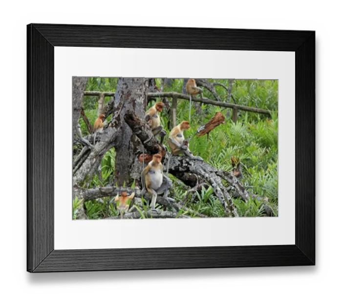 Framed Print : Proboscis Monkey (Nasalis larvatus) adult females with young, group sitting in tree, Labuk Bay, Sabah, Borneo, Malaysia Framed Print : Proboscis Monkey (Nasalis larvatus) adult females with young, group sitting in tree, Labuk Bay, Sabah, Borneo, Malaysia