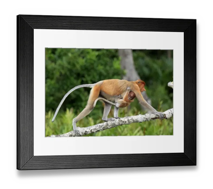 Framed Print : Proboscis Monkey (Nasalis larvatus) adult female with young clinging to chest, walking along branch, Labuk Bay, Sabah, Borneo, Malaysia Framed Print : Proboscis Monkey (Nasalis larvatus) adult female with young clinging to chest, walking along branch, Labuk Bay, Sabah, Borneo, Malaysia