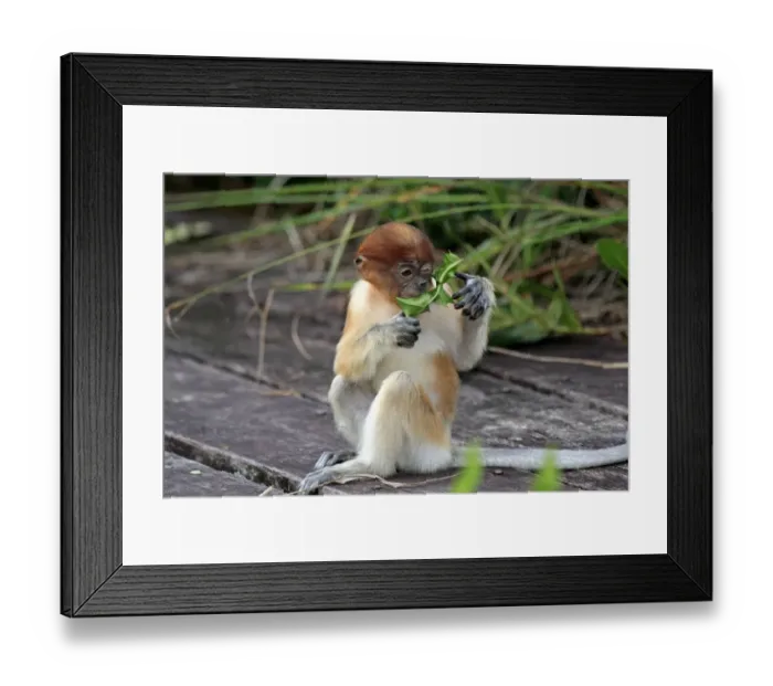 Framed Print : Proboscis Monkey (Nasalis larvatus) young, feeding on leaves at food platform, Labuk Bay, Sabah, Borneo, Malaysia Framed Print : Proboscis Monkey (Nasalis larvatus) young, feeding on leaves at food platform, Labuk Bay, Sabah, Borneo, Malaysia
