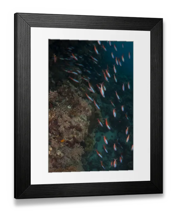 Framed Print : Bluestreak Fusilier (Pterocaesio tile) adults, shoal swimming in reef, Wetar Island, Barat Daya Islands, Lesser Sunda Islands, Maluku Province, Indonesia Framed Print : Bluestreak Fusilier (Pterocaesio tile) adults, shoal swimming in reef, Wetar Island, Barat Daya Islands, Lesser Sunda Islands, Maluku Province, Indonesia