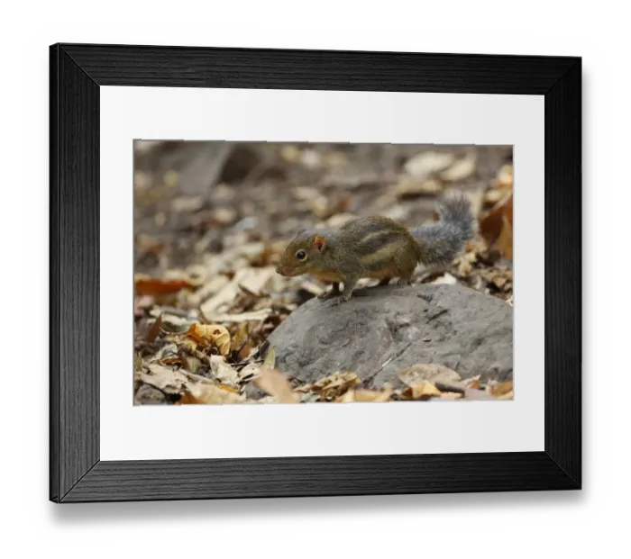 Framed Print : Indochinese Ground Squirrel (Menetes berdmorei) adult, standing on rock, Kaeng Krachan N. P. Thailand, february Framed Print : Indochinese Ground Squirrel (Menetes berdmorei) adult, standing on rock, Kaeng Krachan N. P. Thailand, february