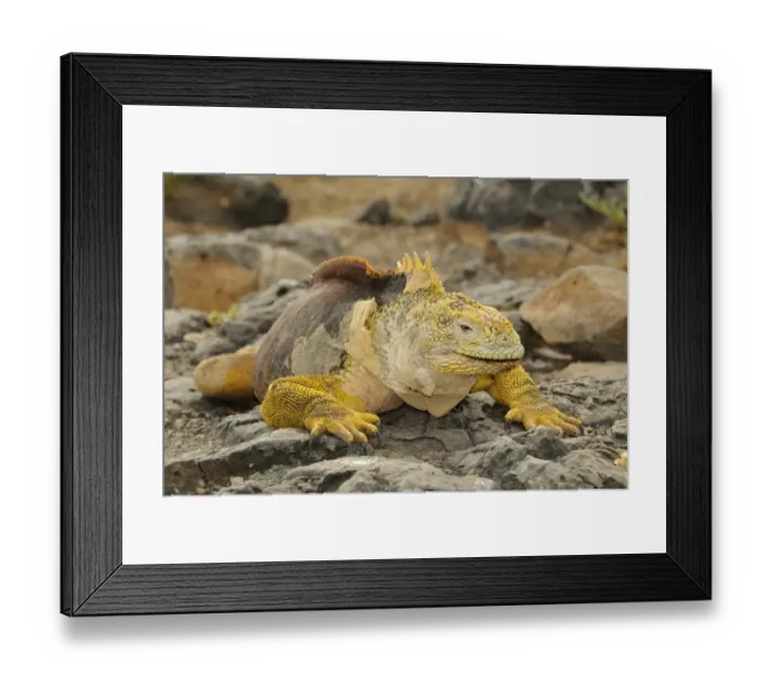 Framed Print : Land Iguana (Conolophus subcristatus) adult male, resting on rocks, Galapagos Islands Framed Print : Land Iguana (Conolophus subcristatus) adult male, resting on rocks, Galapagos Islands