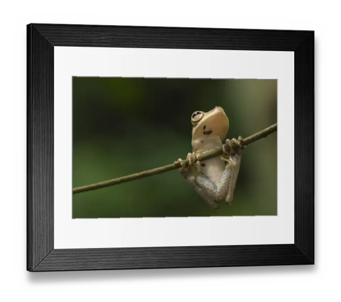 Framed Print : Gunther's Banded Treefrog (Hypsiboas fasciatus) adult, clinging to twig, Los Amigos Biological Station, Madre de Dios, Amazonia, Peru