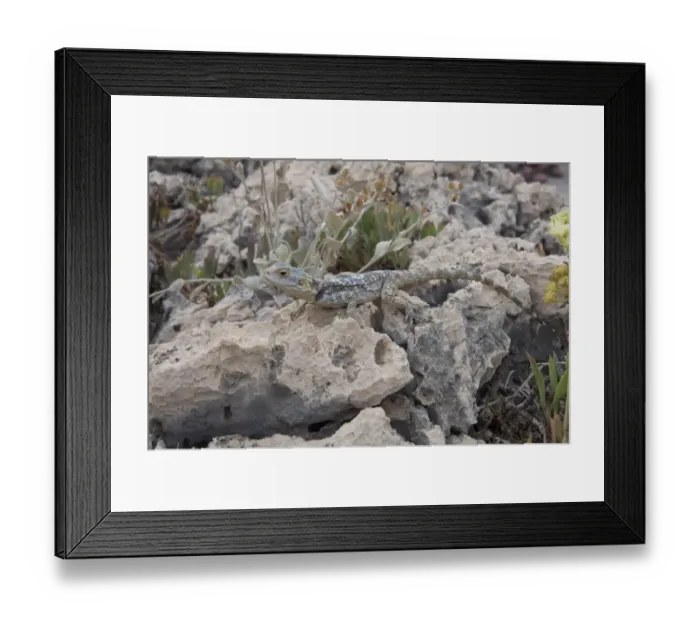 Framed Print : European Agama (Agama stellio) adult, resting on rock, Kas, Antalya Province, Turkey, october