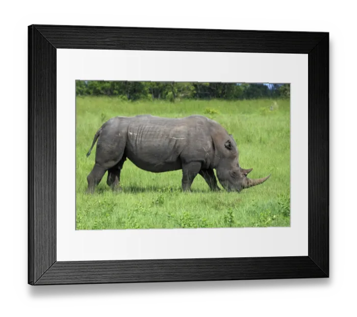 Framed Print : White Rhinoceros (Ceratotherium simum) adult, feeding on grass, Sabi Sabi Game Reserve, Kruger N. P. South Africa Framed Print : White Rhinoceros (Ceratotherium simum) adult, feeding on grass, Sabi Sabi Game Reserve, Kruger N. P. South Africa