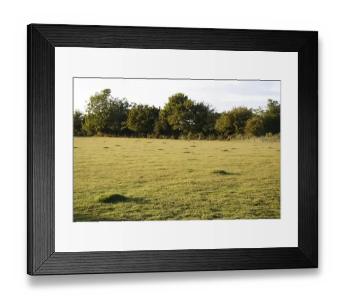 Framed Print : Yellow Meadow Ant (Lasius flavus) ant-hills, in close-cropped sheep grazed pasture, in evening sunlight, Bacton, Suffolk, England, august Framed Print : Yellow Meadow Ant (Lasius flavus) ant-hills, in close-cropped sheep grazed pasture, in evening sunlight, Bacton, Suffolk, England, august