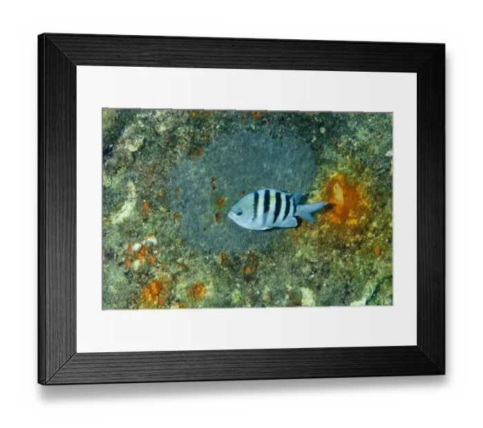 Framed Print : Sergeant Major (Abudefduf saxatilis) adult female, guarding eggs laid on wreck, Bonaire, Leeward Antilles, Lesser Antilles, Caribbean