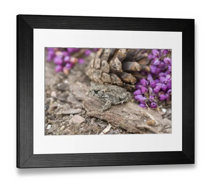 Framed Print : Natterjack Toad (Bufo calamita) young, two-weeks old, resting beside flowering heather, England Framed Print : Natterjack Toad (Bufo calamita) young, two-weeks old, resting beside flowering heather, England