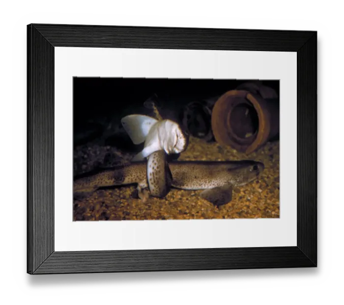 Framed Print : Lesser Spotted Dog- fish (Scyliorhinus canicula) Copulating