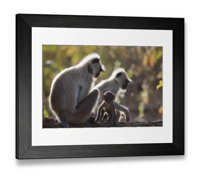 Framed Print : Southern Plains Grey Langur (Semnopithecus dussumieri) adults with baby, sitting on branch, backlit, Kanha N. P. Madhya Pradesh, India