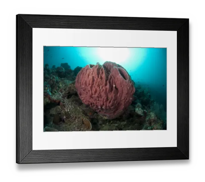 Framed Print : Red Barrel Sponge (Xestospongia testudinaria) on reef, Sipadan Island, Sabah, Borneo, Malaysia Framed Print : Red Barrel Sponge (Xestospongia testudinaria) on reef, Sipadan Island, Sabah, Borneo, Malaysia