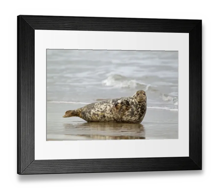 Framed Print : Grey Seal (Halichoerus grypus) adult female, resting in surf on beach, Horsey, Norfolk, England, november Framed Print : Grey Seal (Halichoerus grypus) adult female, resting in surf on beach, Horsey, Norfolk, England, november