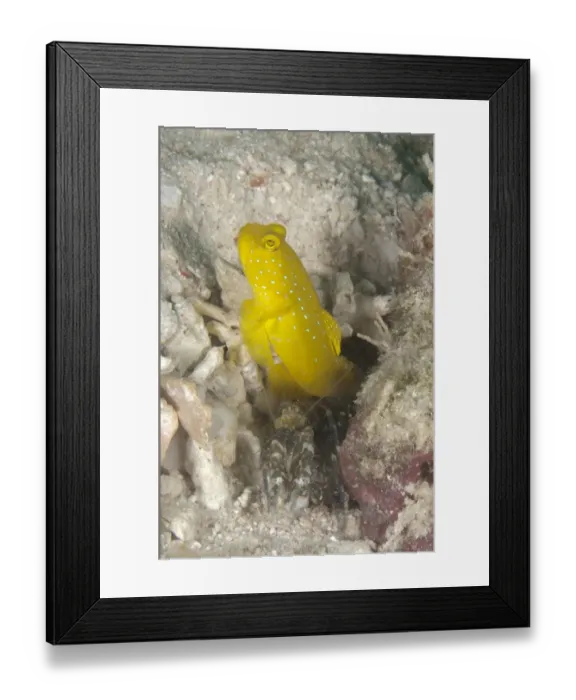 Framed Print : Yellow Shrimpgoby (Cryptocentrus cinctus) adult, with alpheid shrimp at burrow, Kapalai Island, Sabah, Borneo, Malaysia Framed Print : Yellow Shrimpgoby (Cryptocentrus cinctus) adult, with alpheid shrimp at burrow, Kapalai Island, Sabah, Borneo, Malaysia