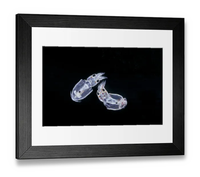 Framed Print : Dwarf Squid (Alloteuthis subulata) Young just hatched / x 3 Framed Print : Dwarf Squid (Alloteuthis subulata) Young just hatched / x 3