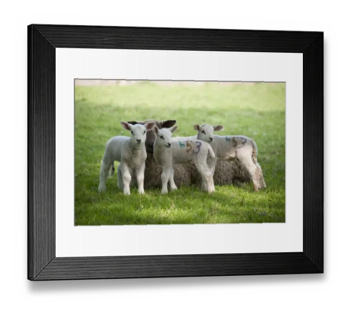 Framed Print : Domestic Sheep, Mule ewe with Texel cross triplet lambs, in pasture, Chipping, Lancashire, England, april Framed Print : Domestic Sheep, Mule ewe with Texel cross triplet lambs, in pasture, Chipping, Lancashire, England, april
