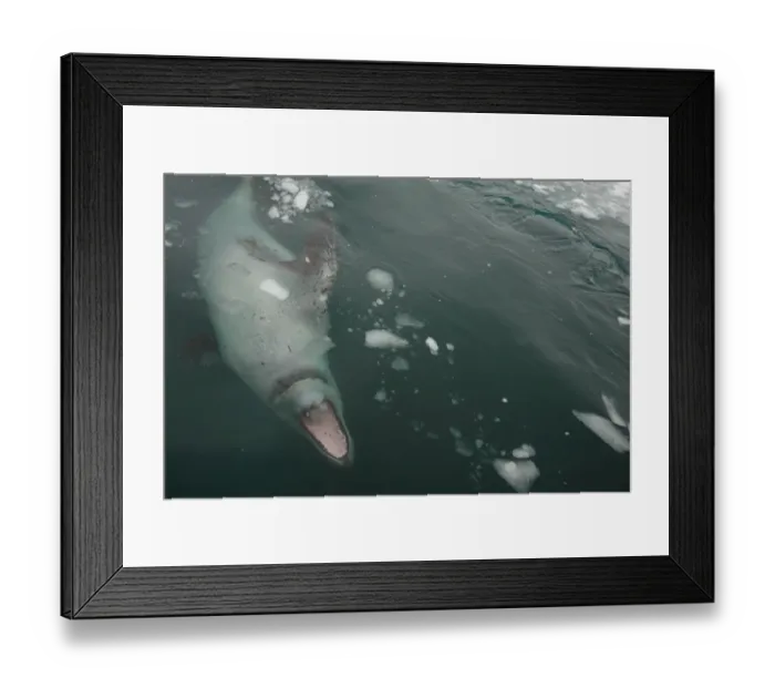 Framed Print : Leopard Seal (Hydrurga leptonyx) adult female, attacking zodiac boat in water, Danco, Antarctic Peninsula, Antarctica, december Framed Print : Leopard Seal (Hydrurga leptonyx) adult female, attacking zodiac boat in water, Danco, Antarctic Peninsula, Antarctica, december