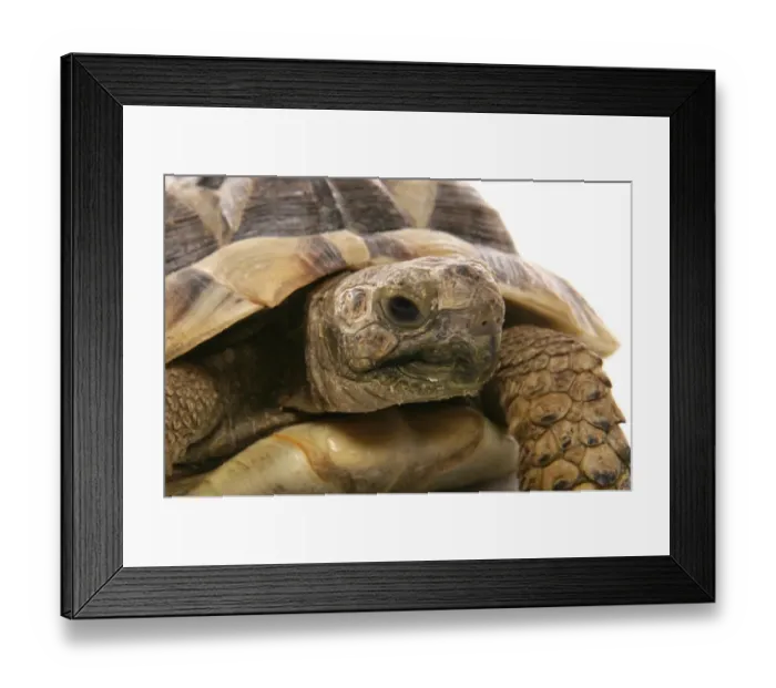 Framed Print : Hermann's Tortoise (Testudo hermanni) adult, close-up of head Framed Print : Hermann's Tortoise (Testudo hermanni) adult, close-up of head