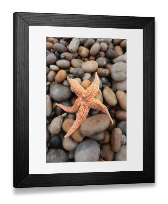 Framed Print : Common Starfish (Asterias rubens) adult, stranded on pebble beach, Chesil Beach, Dorset, England, january Framed Print : Common Starfish (Asterias rubens) adult, stranded on pebble beach, Chesil Beach, Dorset, England, january