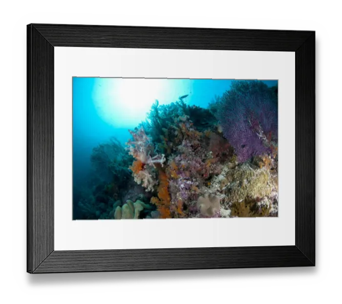 Framed Print : View of coral reef habitat, Boo Island, Raja Ampat, West Papua, New Guinea, Indonesia Framed Print : View of coral reef habitat, Boo Island, Raja Ampat, West Papua, New Guinea, Indonesia