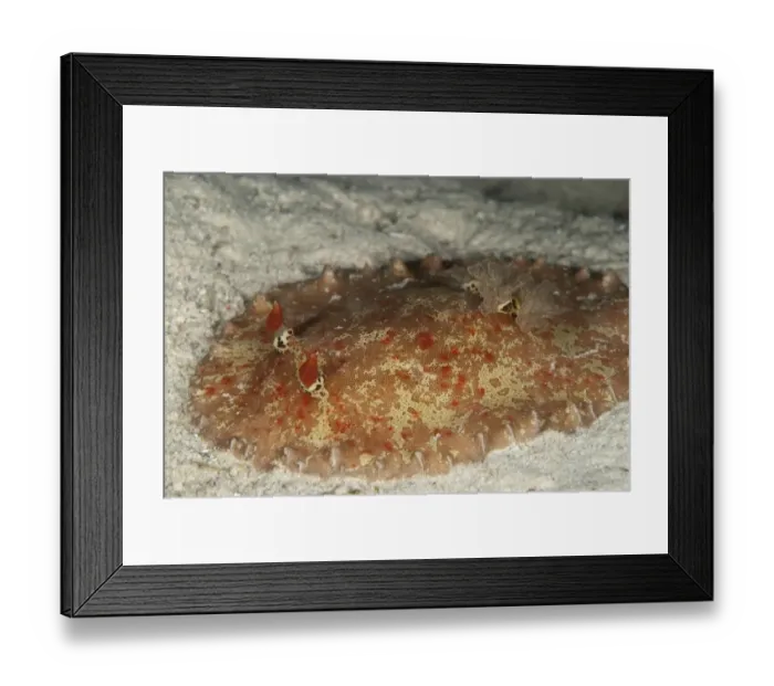Framed Print : Nudibranch (Alliodoris hedleyi) adult, on sand, Mabul Island, Sabah, Borneo, Malaysia Framed Print : Nudibranch (Alliodoris hedleyi) adult, on sand, Mabul Island, Sabah, Borneo, Malaysia