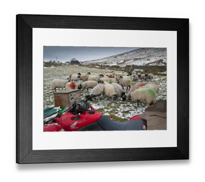 Framed Print : Domestic Sheep, Swaledale ewes, flock being fed by farmer on snow covered pasture, with quad bike in foreground, Chipping, Lancashire, England, december