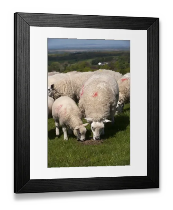 Framed Print : Domestic Sheep, Texel crossbred, ewes with lambs, feeding on pellets in pasture, England, may Framed Print : Domestic Sheep, Texel crossbred, ewes with lambs, feeding on pellets in pasture, England, may