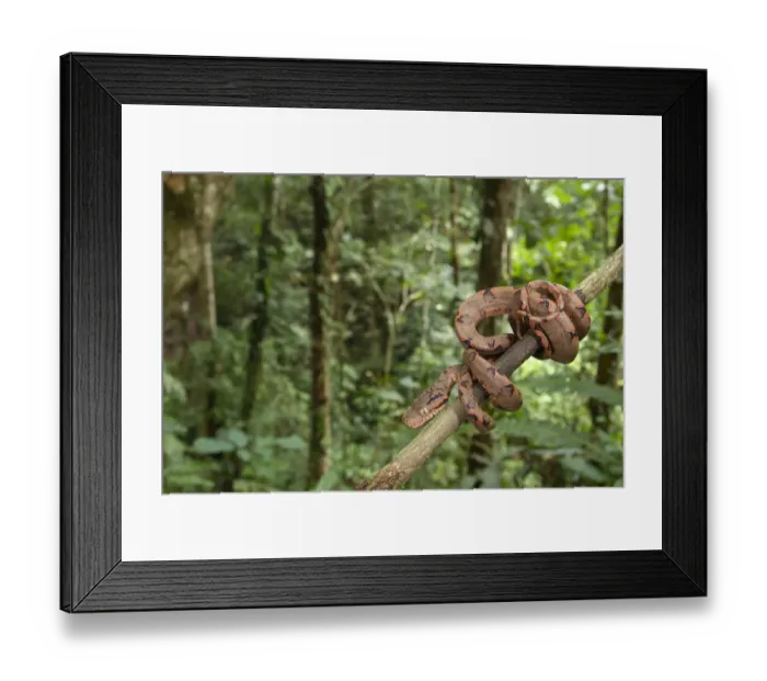 Framed Print : Amazon Tree Boa (Corallus hortulanus) young, coiled on branch in tropical forest habitat, Los Amigos Biological Station, Madre de Dios, Amazonia, Peru