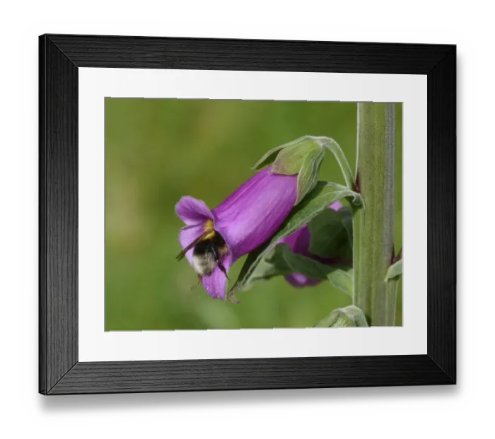 Framed Print : Common White-tailed Bumblebee (Bombus lucorum) adult, feeding on Foxglove (Digitalis purpurea) flower in urban garden, Leicestershire, England, june Framed Print : Common White-tailed Bumblebee (Bombus lucorum) adult, feeding on Foxglove (Digitalis purpurea) flower in urban garden, Leicestershire, England, june