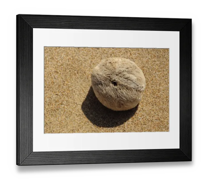 Framed Print : Heart Urchin (Echinocardium cordatum) test, washed up on beach strandline, Gower Peninsula, Glamorgan, Wales, july Framed Print : Heart Urchin (Echinocardium cordatum) test, washed up on beach strandline, Gower Peninsula, Glamorgan, Wales, july