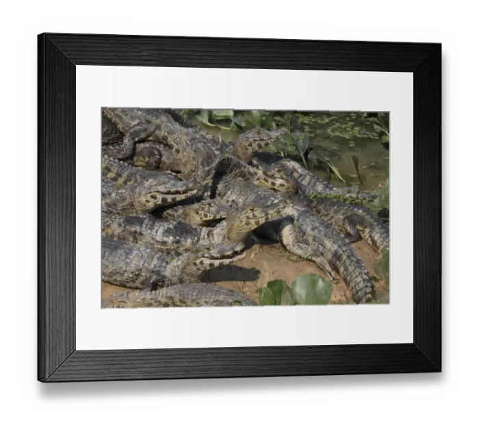 Framed Print : Paraguayan Caiman (Caiman yacare) adults, group resting together on mud, dry season gathering, Pantanal, Mato Grosso, Brazil Framed Print : Paraguayan Caiman (Caiman yacare) adults, group resting together on mud, dry season gathering, Pantanal, Mato Grosso, Brazil