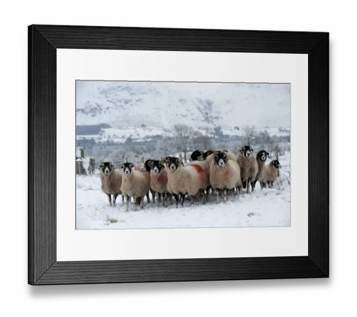 Framed Print : Domestic Sheep, Swaledale ewes with ram, flock standing in snow covered pasture, Cumbria, England, december