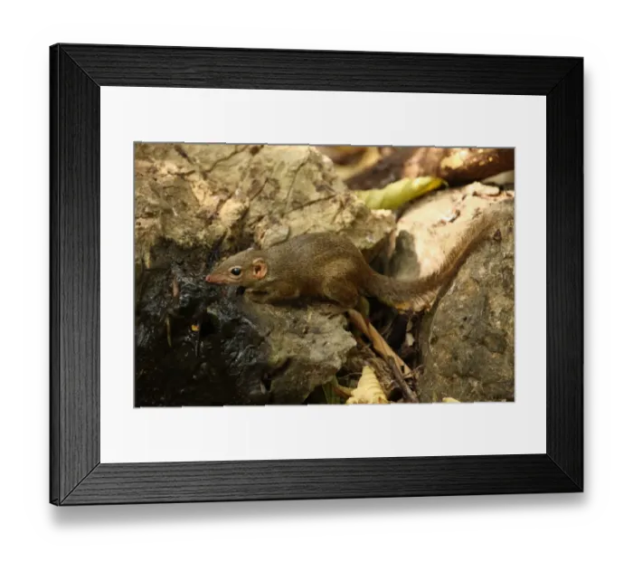 Framed Print : Northern Treeshrew (Tupaia belangeri) adult, drinking from spring, Kaeng Krachan N. P. Thailand, february Framed Print : Northern Treeshrew (Tupaia belangeri) adult, drinking from spring, Kaeng Krachan N. P. Thailand, february
