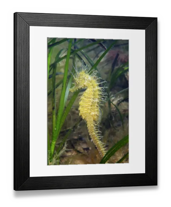 Framed Print : Long-snouted Seahorse (Hippocampus guttulatus) adult, amongst Eelgrass (Zostera marina) on seabed, Studland Bay, Dorset, England, august Framed Print : Long-snouted Seahorse (Hippocampus guttulatus) adult, amongst Eelgrass (Zostera marina) on seabed, Studland Bay, Dorset, England, august