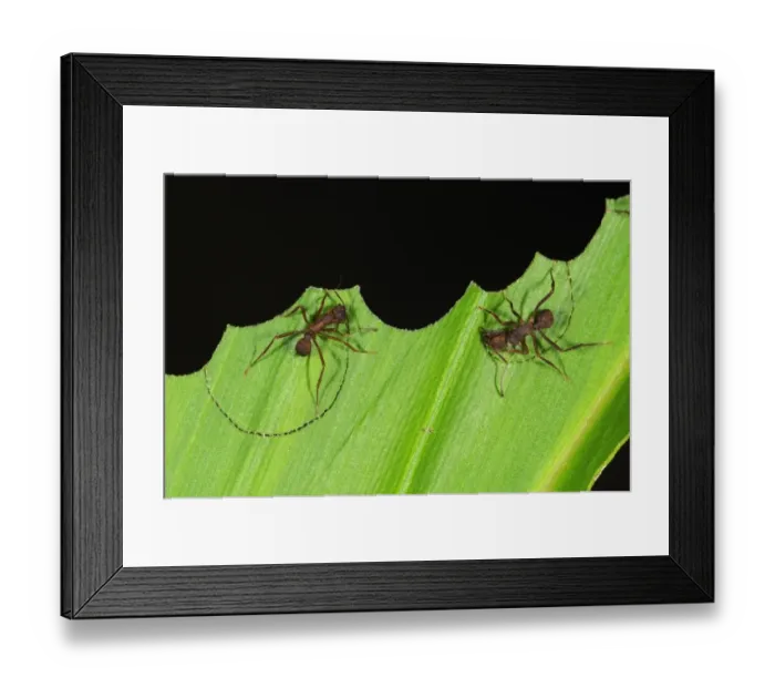 Framed Print : Leafcutter Ant (Atta sp. ) two adults, cutting segments out of leaf, Yasuni N. P. Amazon, Ecuador