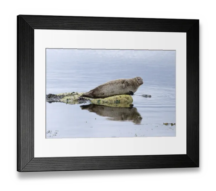 Framed Print : Common Seal (Phoca vitulina) two adults, resting on rock and swimming, Lerwick, Shetland Islands, Scotland, june Framed Print : Common Seal (Phoca vitulina) two adults, resting on rock and swimming, Lerwick, Shetland Islands, Scotland, june
