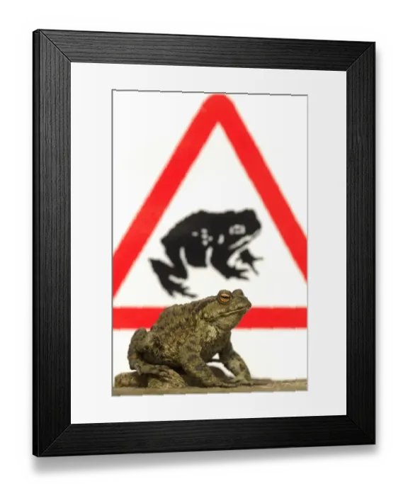 Framed Print : Common Toad (Bufo bufo) adult, with toad crossing sign in background, Sheffield, South Yorkshire, England, april