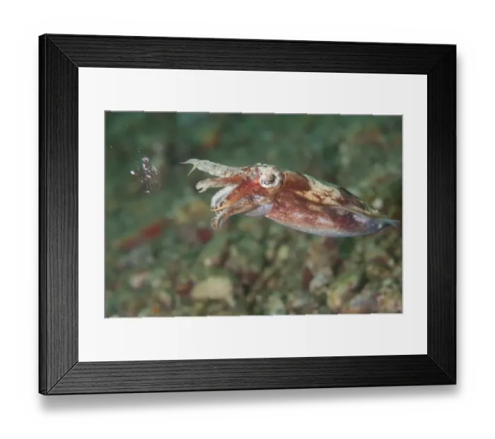 Framed Print : Broadclub Cuttlefish (Sepia latimanus) adult, with sperm residue after mating, Ambon Island, Maluku Islands, Banda Sea, Indonesia Framed Print : Broadclub Cuttlefish (Sepia latimanus) adult, with sperm residue after mating, Ambon Island, Maluku Islands, Banda Sea, Indonesia
