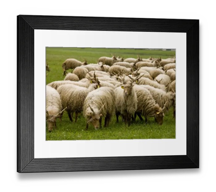 Framed Print : Domestic Sheep, Racka, twisted-horn breed, flock grazing in pasture, Hortobagy N. P. Great Plain, Eastern Hungary, october Framed Print : Domestic Sheep, Racka, twisted-horn breed, flock grazing in pasture, Hortobagy N. P. Great Plain, Eastern Hungary, october