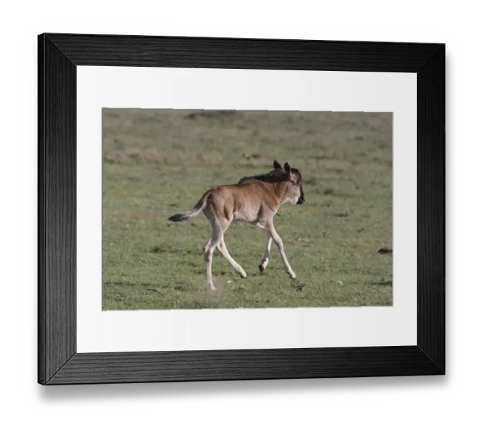 Framed Print : White-bearded Wildebeest (Connochaetus taurinus mearnsi) calf, running, Serengeti, Tanzania