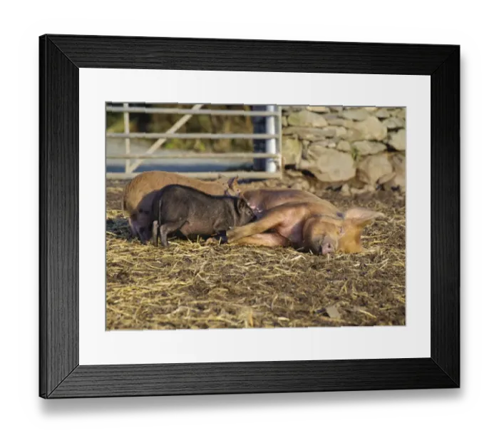 Framed Print : Domestic Pig, Tamworth sow, with Micro Pig (Vietnamese Pot-bellied x Tamworth) piglets suckling, Cumbria, England, november Framed Print : Domestic Pig, Tamworth sow, with Micro Pig (Vietnamese Pot-bellied x Tamworth) piglets suckling, Cumbria, England, november