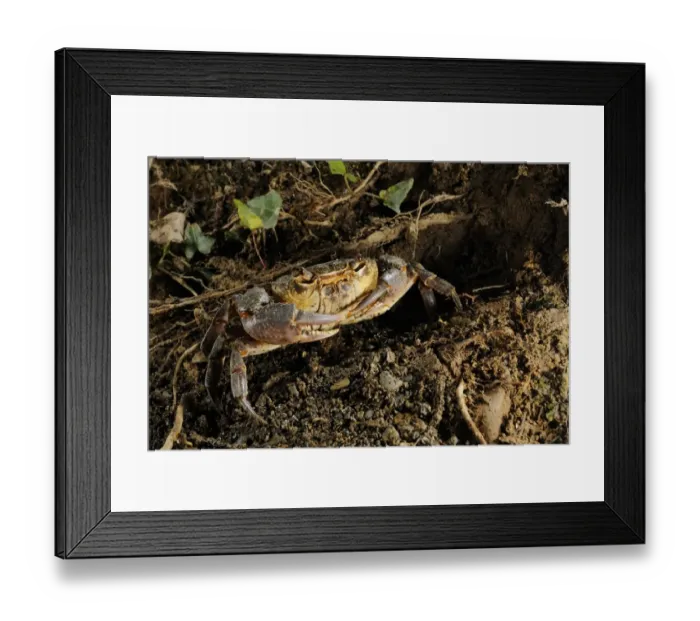 Framed Print : Freshwater Crab (Potamon fluviatilis) adult, near entrance of burrow, Italy, august Framed Print : Freshwater Crab (Potamon fluviatilis) adult, near entrance of burrow, Italy, august