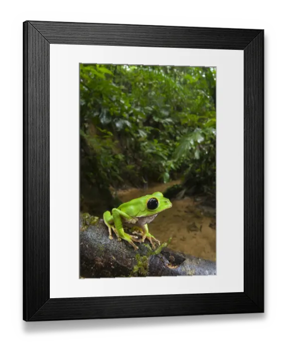 Framed Print : Black-eyed Monkey Treefrog (Phyllomedusa camba) adult male, sitting on branch in forest habitat, Los Amigos Biological Station, Madre de Dios, Amazonia, Peru